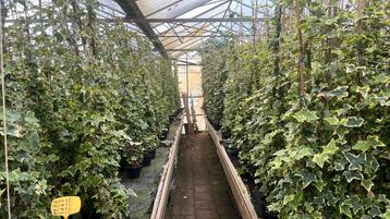 Hedera Gold child 80/100 tot 175/200 cm, laagste prijs NL beschikbaar voor biedingen