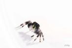 Springspin, jumping spiders, phidippus Regius North Florida, Dieren en Toebehoren, Overige soorten