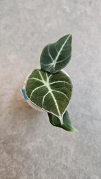 Alocasia Black Velvet, Ophalen of Verzenden, Halfschaduw, Minder dan 100 cm