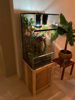 Schitterend terrarium + vrouwtjes wimpergekko, Dieren en Toebehoren, Reptielen en Amfibieën | Toebehoren, Ophalen, Zo goed als nieuw