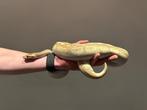Ball Python met alle toebehoren, Dieren en Toebehoren, Slang, Met terrarium, 0 tot 2 jaar