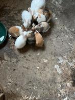 Jonge konijntjes, Dieren en Toebehoren, Konijnen, Geslacht onbekend, Klein, 0 tot 2 jaar