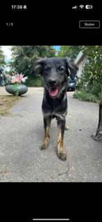 Yannis, medium kr collie reutje 6 maanden, Particulier, Rabiës (hondsdolheid), 15 weken tot 1 jaar, Reu