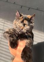 Britskorthaar x Europese Korthaar kittens, Dieren en Toebehoren, Katten en Kittens | Raskatten | Korthaar, Poes, Ingeënt, 0 tot 2 jaar