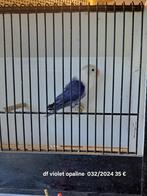 Fischeri Violet, Dieren en Toebehoren, Vogels | Parkieten en Papegaaien, Geslacht onbekend, Dwergpapegaai of Agapornis, Geringd