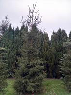 5 Grote  fijnsparren, Tuin en Terras, Planten | Bomen, Ophalen, Volle zon, Overige soorten, 400 cm of meer