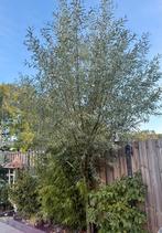 Gratis Wilgen Takken/Boom. Gratis!!, Tuin en Terras, Bloeit niet, Overige soorten, 250 tot 400 cm, Ophalen