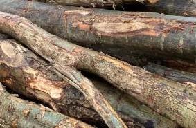 Gezocht brandhout (gratis), Tuin en Terras, Haardhout, Blokken, Overige houtsoorten, Minder dan 3 m³, Ophalen