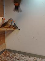 Zebravink poppen , meerdere kleurslagen, per  Koppel, Meerdere dieren