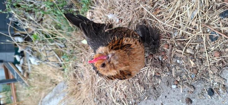GEZOCHT ukkelse of everbergse baardkriel goudkwartel, Dieren en Toebehoren, Pluimvee, Kip, Meerdere dieren