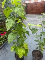 Moerbeiboom, Tuin en Terras, Planten | Bomen, Ophalen of Verzenden, Volle zon, Overige soorten, Minder dan 100 cm