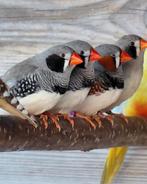 Div zebravinken, Dieren en Toebehoren, Vogels | Overige Vogels, Meerdere dieren