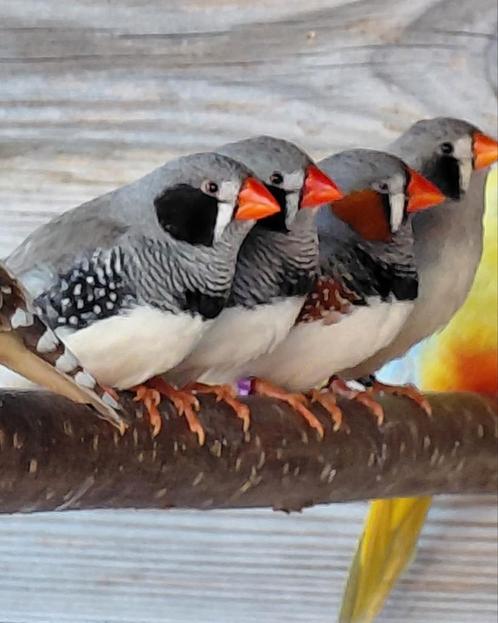 Div zebravinken, Dieren en Toebehoren, Vogels | Overige Vogels, Meerdere dieren