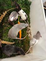 Jonge tamme ratten ( vrouw ) rechtstreeks van de fokker, Rat, Vrouwelijk, Mei, Tam