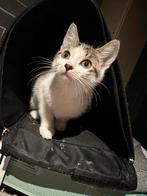 Kittens gratis ophalen, Meerdere dieren