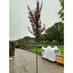 Prunus cerasifera Nigra - Rode Kerspruim - boom, Tuin en Terras, Planten | Bomen, Halfschaduw, Overige soorten, Lente, 100 tot 250 cm