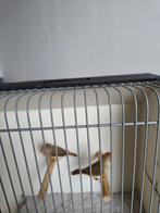 Te koop binsenastrilden, Dieren en Toebehoren, Vogels | Overige Vogels, Meerdere dieren