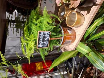 Asparagus beschikbaar voor biedingen