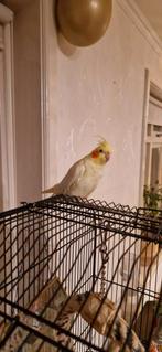 Te koop valkparkiet pop lutino, Dieren en Toebehoren, Vogels | Kanaries, Vrouwelijk, Zangkanarie