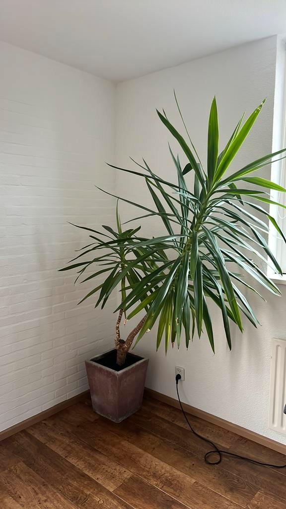 Yucca palm, Huis en Inrichting, Kamerplanten, Minder dan 100 cm, Halfschaduw, Ophalen