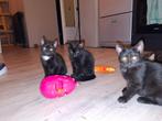 Lieve kittens van 10 weken oud zoeken een gouden mandje, Dieren en Toebehoren, Katten en Kittens | Overige Katten, Meerdere dieren