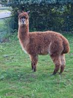 Alpaca hengst dekhengst, Dieren en Toebehoren, Schapen, Geiten en Varkens, Schaap, Mannelijk