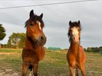 Leuk 2 span 3 jarige Welsh A pony’s, Dieren en Toebehoren, Ophalen of Verzenden, Overige soorten