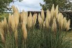 Pampas pluimen max 30 stuks.Minder mag natuurlijk ook., Ophalen of Verzenden, Zo goed als nieuw