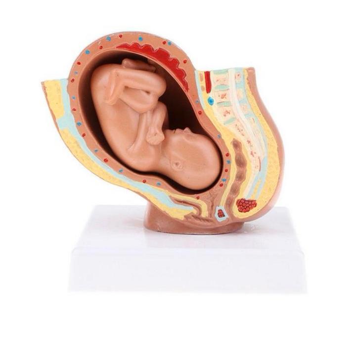 Foetus Baarmoeder Anatomie Model – Medisch Schoolmateriaal, Diversen, Schoolbenodigdheden, Nieuw, Verzenden