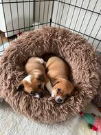 Chihuahua pups, Dieren en Toebehoren, Particulier, 8 tot 15 weken, CDV (hondenziekte), Nederland