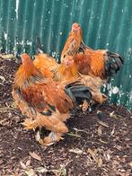 Hanen, Dieren en Toebehoren, Pluimvee