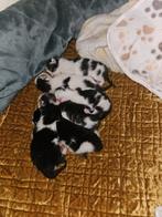Moederpoes bevallen van 6 kittens