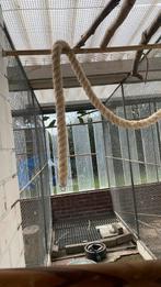 Bonte Boer, Dieren en Toebehoren, Vogels | Parkieten en Papegaaien