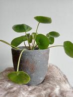 Robuust antraciet bloempot handgemaakt met pannenkoekplant, Ophalen, Overige materialen, Rond, Binnen