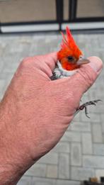 Te koop aangeboden roodkuif kardinalen vast geringd incl dna, Meerdere dieren, Tropenvogel, Geringd