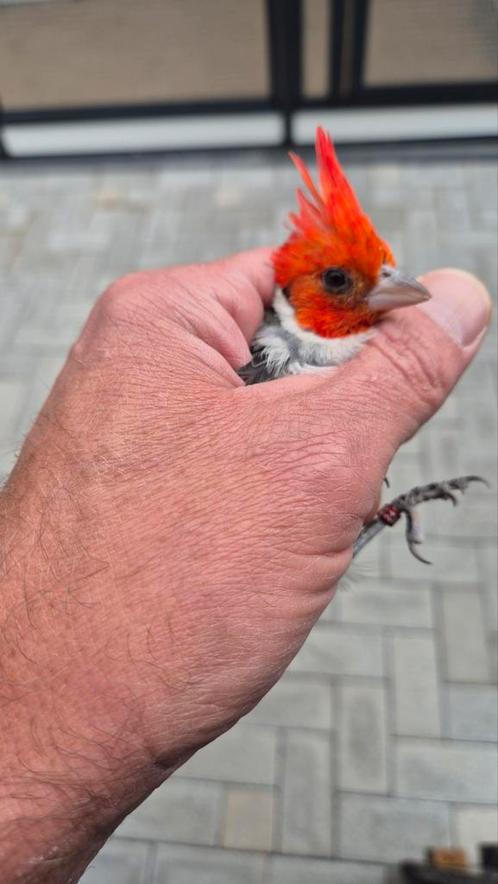 Te koop aangeboden roodkuif kardinalen vast geringd incl dna, Dieren en Toebehoren, Vogels | Overige Vogels, Tropenvogel, Meerdere dieren
