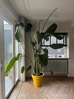 Strelitzia Nicolai - Paradijsvogelplant - 300cm, Huis en Inrichting, Kamerplanten, Ophalen, 200 cm of meer, Overige soorten, Halfschaduw
