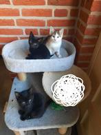 4 kittens (1kater) (1verkocht), Dieren en Toebehoren, Meerdere dieren