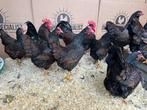 Jonge tamme Barnevelder krielkippen Gesekst en Ingeënt, Dieren en Toebehoren, Pluimvee, Meerdere dieren, Kip