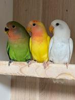 3 x Agapornis dwergpapegaai roseicollie om tam te maken, Dieren en Toebehoren, Vrouwelijk, Dwergpapegaai of Agapornis, Tam