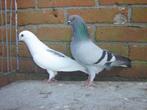 Sierduifjes.., Dieren en Toebehoren, Vogels | Duiven, Overige soorten