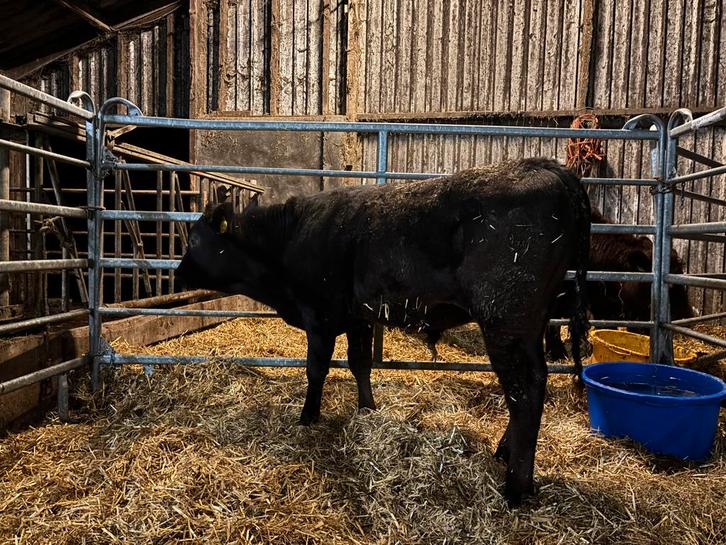 Zuivere Wagyu dekstier, Dieren en Toebehoren, Runderen, Mannelijk, 0 tot 2 jaar