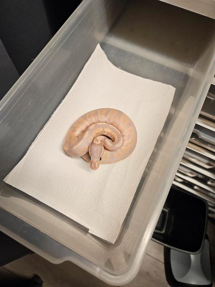 Konings pythons nk 25