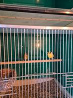 Vogels kooi, Dieren en Toebehoren, Vogels | Hokken en Kooien, Ophalen