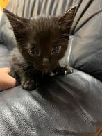 Nog 1 lieve donker tijger kleur kitten te koop, Dieren en Toebehoren, Katten en Kittens | Overige Katten, Meerdere dieren, Kortharig