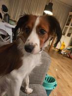 Kooiker teefje 1.5 jaar, Dieren en Toebehoren, Overige rassen, 1 tot 2 jaar, Teef, Eén hond