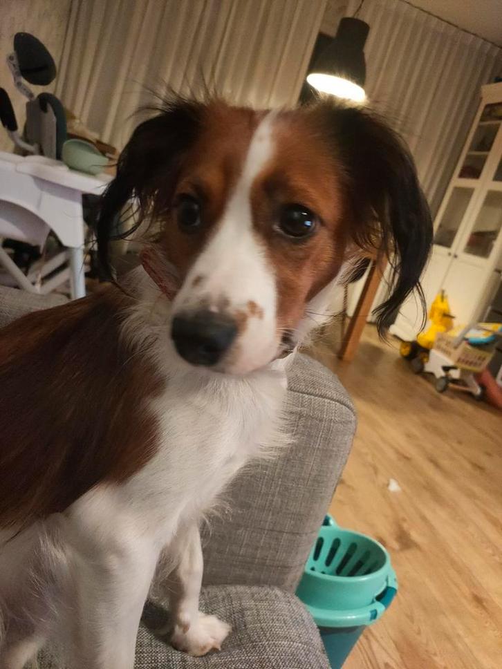 Kooiker teefje 1.5 jaar, Dieren en Toebehoren, Honden | Retrievers, Spaniëls en Waterhonden, Teef, Overige rassen, Particulier