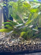 Snake skin endler guppen, Dieren en Toebehoren, Vis