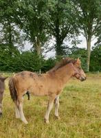 Grote shetlanderveulen.en ponywagen welsh gezocht, Dieren en Toebehoren, Pony's, 0 tot 2 jaar, Hengst, A pony (tot 1.17m), Gechipt
