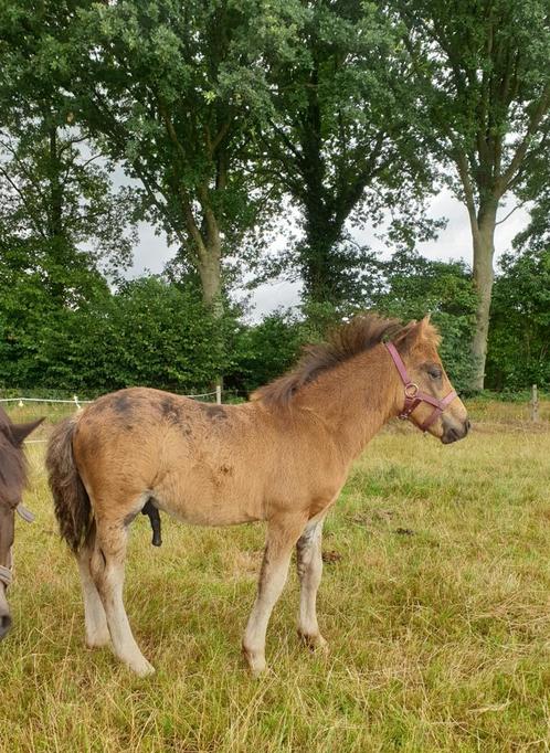 Grote shetlanderveulen.en ponywagen welsh gezocht, Dieren en Toebehoren, Pony's, Hengst, A pony (tot 1.17m), Recreatiepony, 0 tot 2 jaar